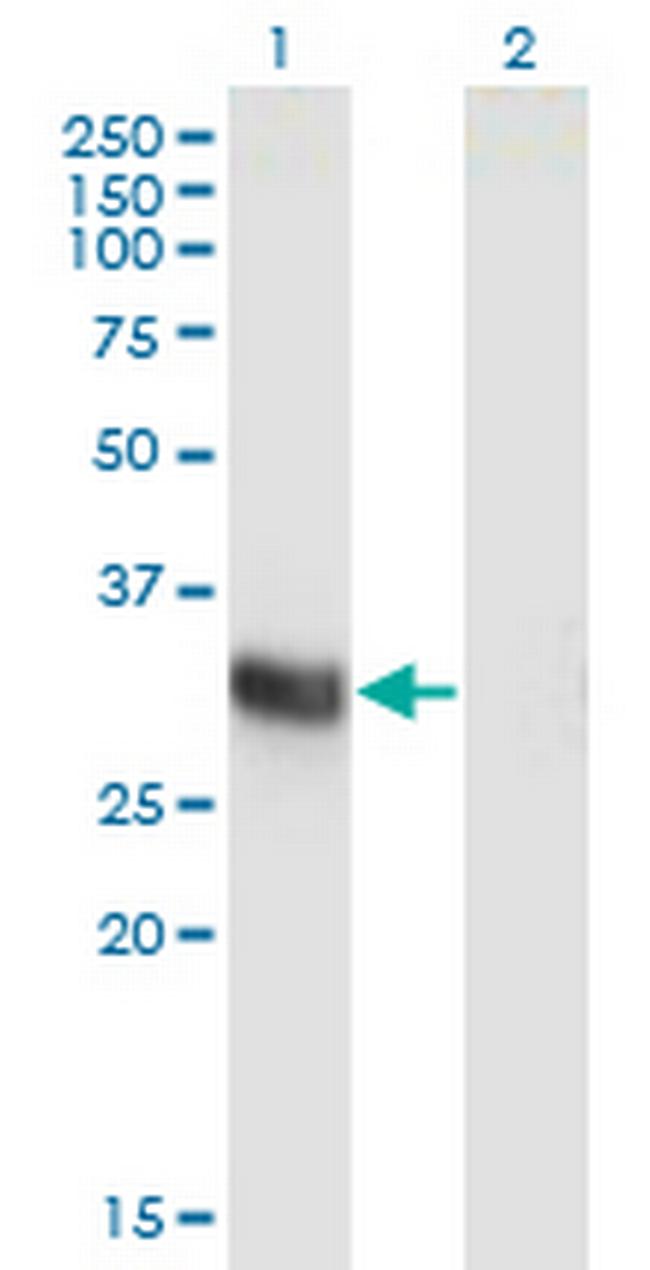 ING2 Antibody in Western Blot (WB)