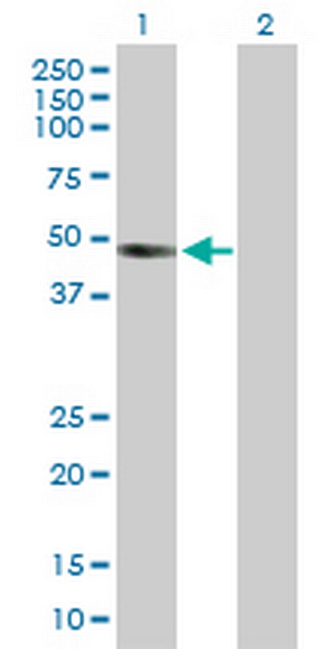 INHBB Antibody in Western Blot (WB)