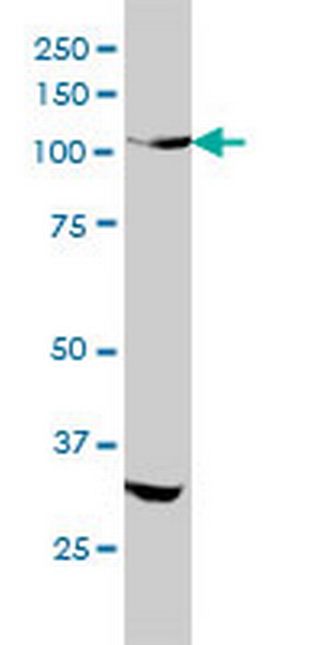 INSRR Antibody in Western Blot (WB)