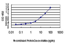 IRF4 Antibody in ELISA (ELISA)