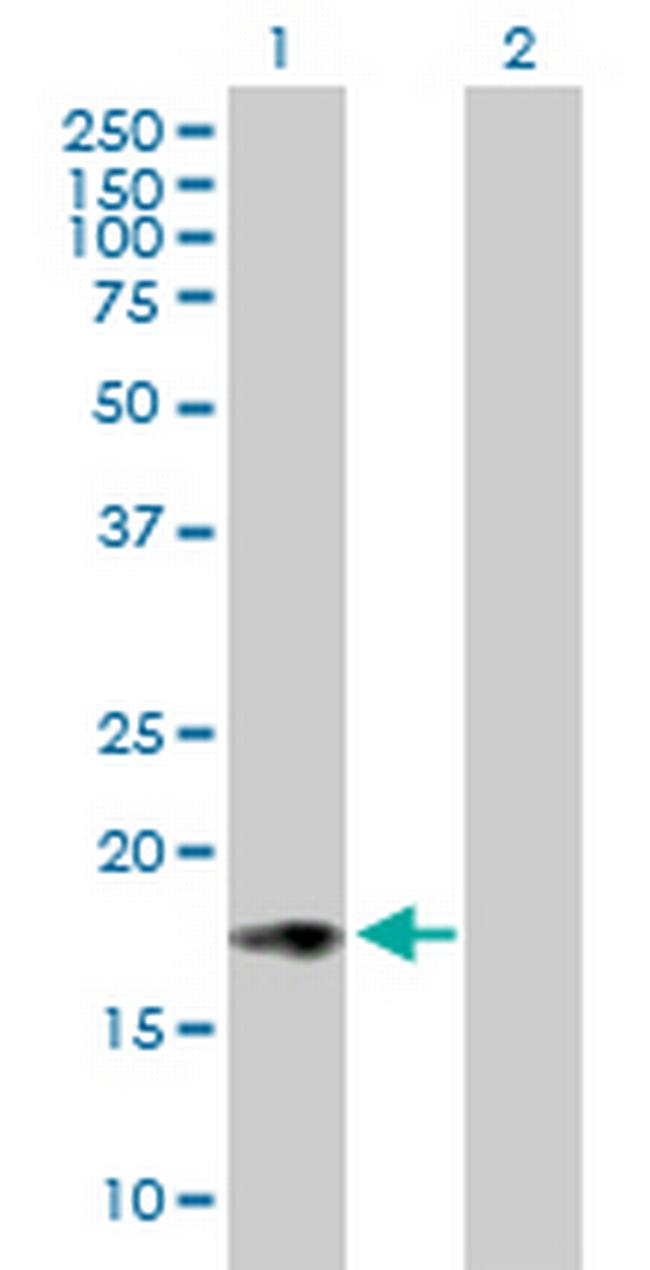 ISG20 Antibody in Western Blot (WB)