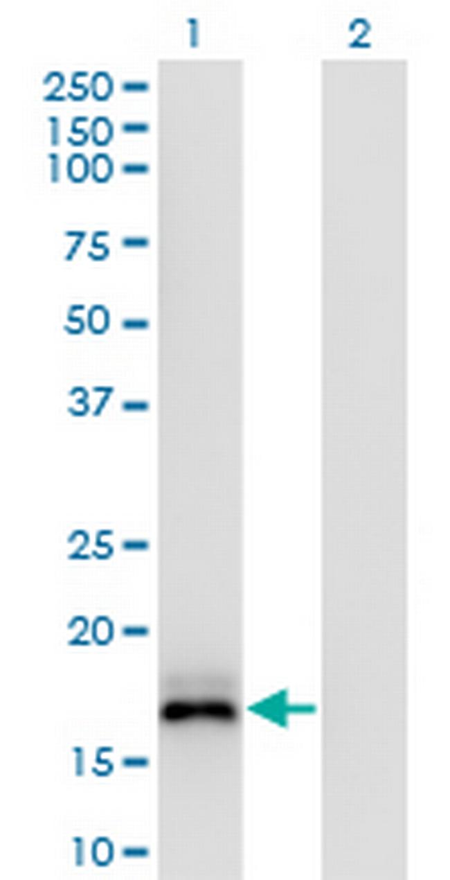 ISG20 Antibody in Western Blot (WB)