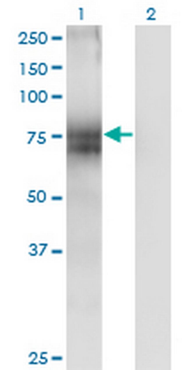 ITM1 Antibody in Western Blot (WB)