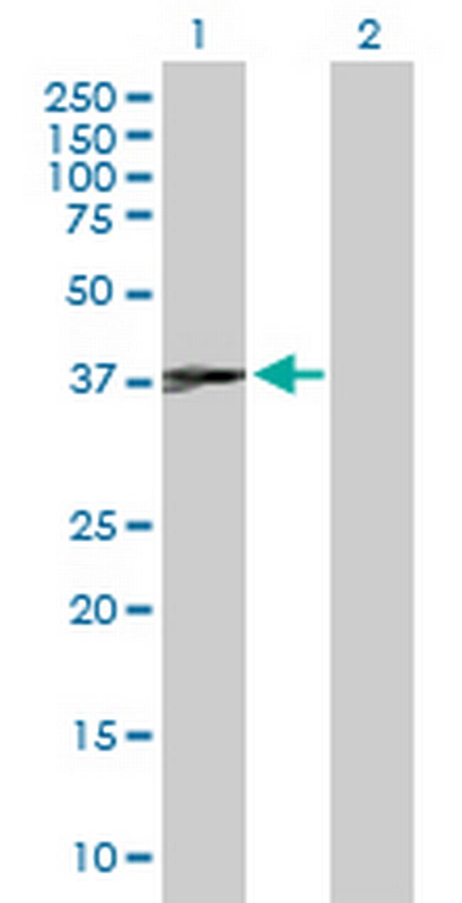 JUNB Antibody in Western Blot (WB)