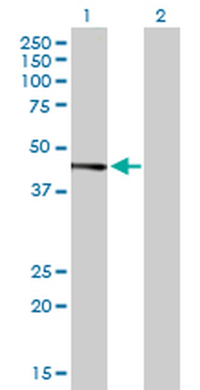 JUNB Antibody in Western Blot (WB)