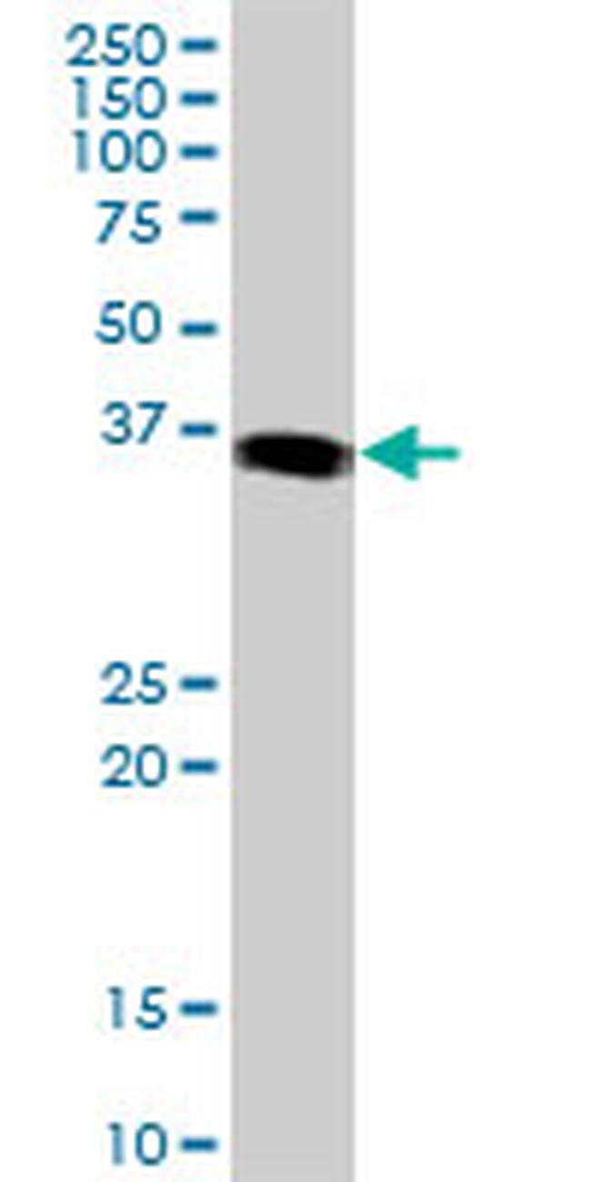 JUNB Antibody in Western Blot (WB)