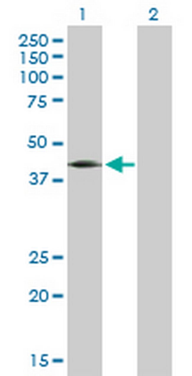 JUNB Antibody in Western Blot (WB)