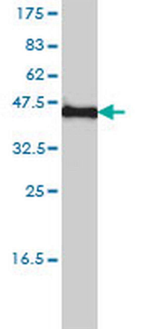 KCNF1 Antibody in Western Blot (WB)