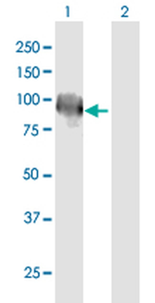 KEL Antibody in Western Blot (WB)