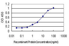 KIFC1 Antibody in ELISA (ELISA)