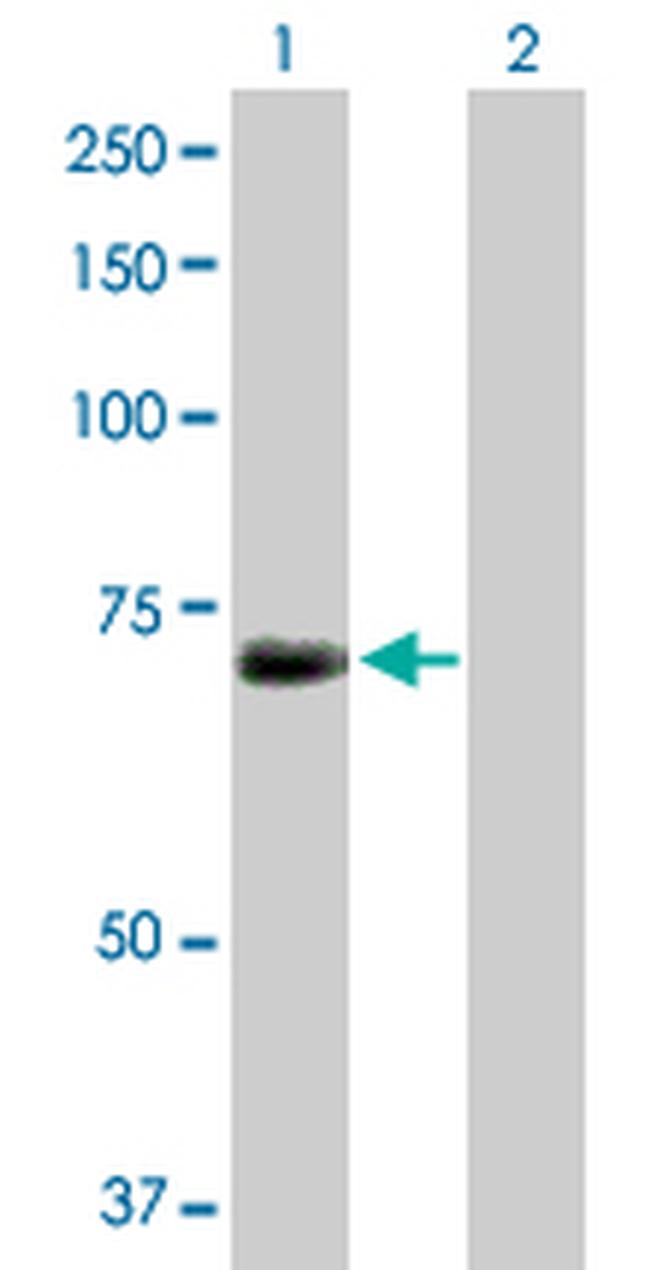 KPNA1 Antibody in Western Blot (WB)