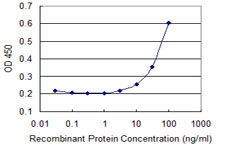 KRAS Antibody in ELISA (ELISA)