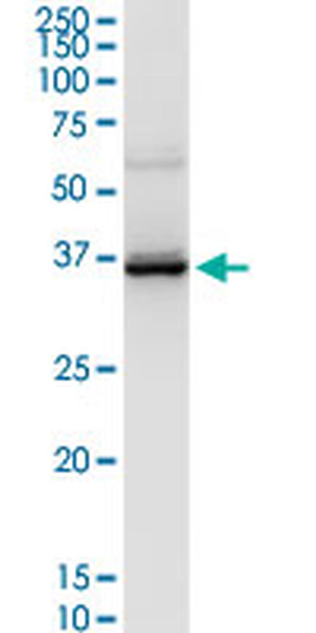 LAIR1 Antibody in Western Blot (WB)