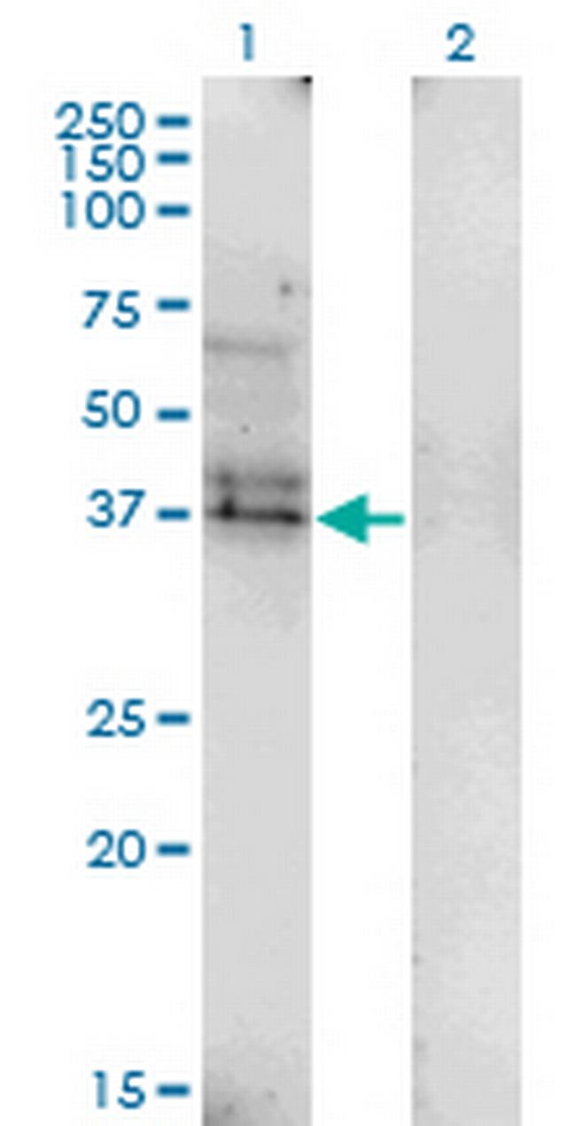 LAIR1 Antibody in Western Blot (WB)