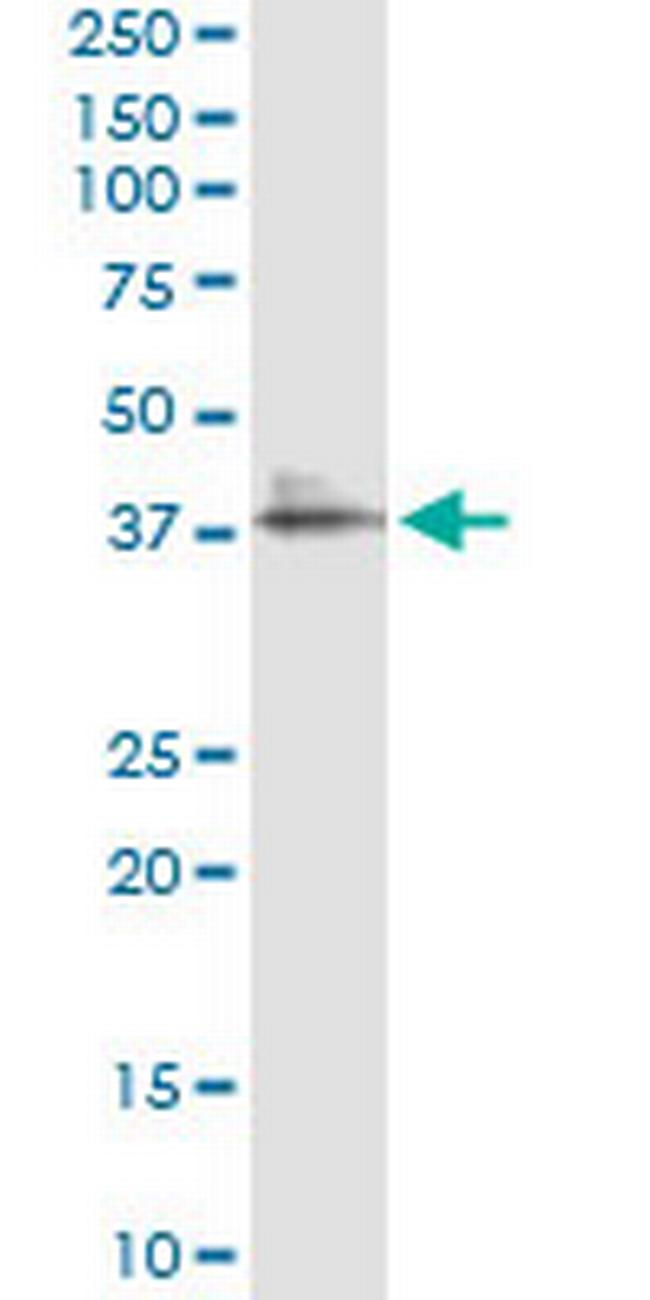 LAIR1 Antibody in Immunoprecipitation (IP)