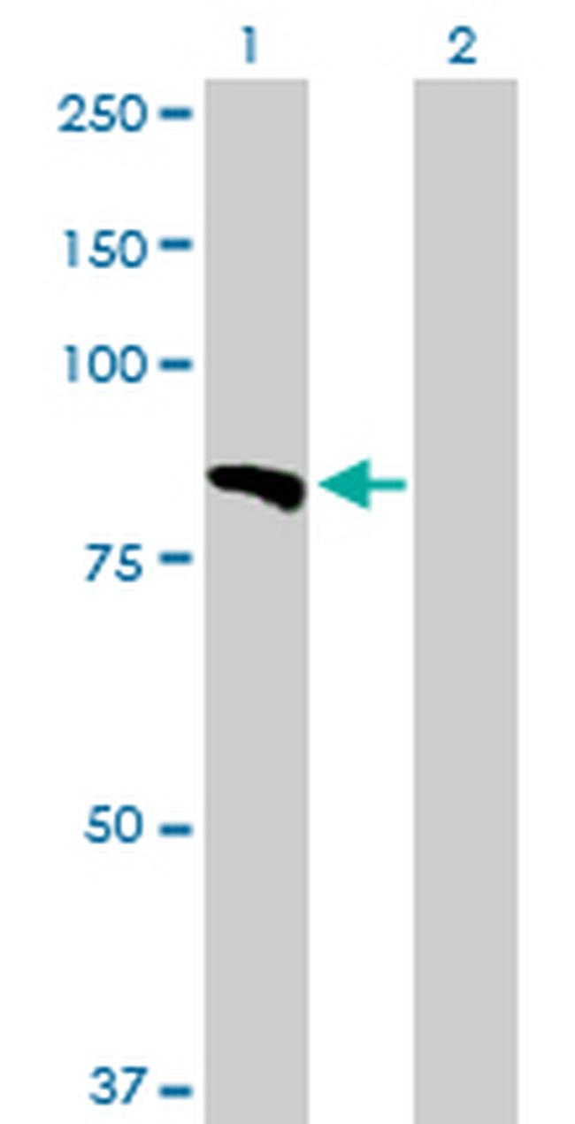 LAMA5 Antibody in Western Blot (WB)