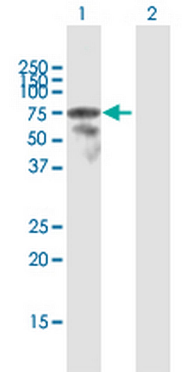 LCP2 Antibody in Western Blot (WB)