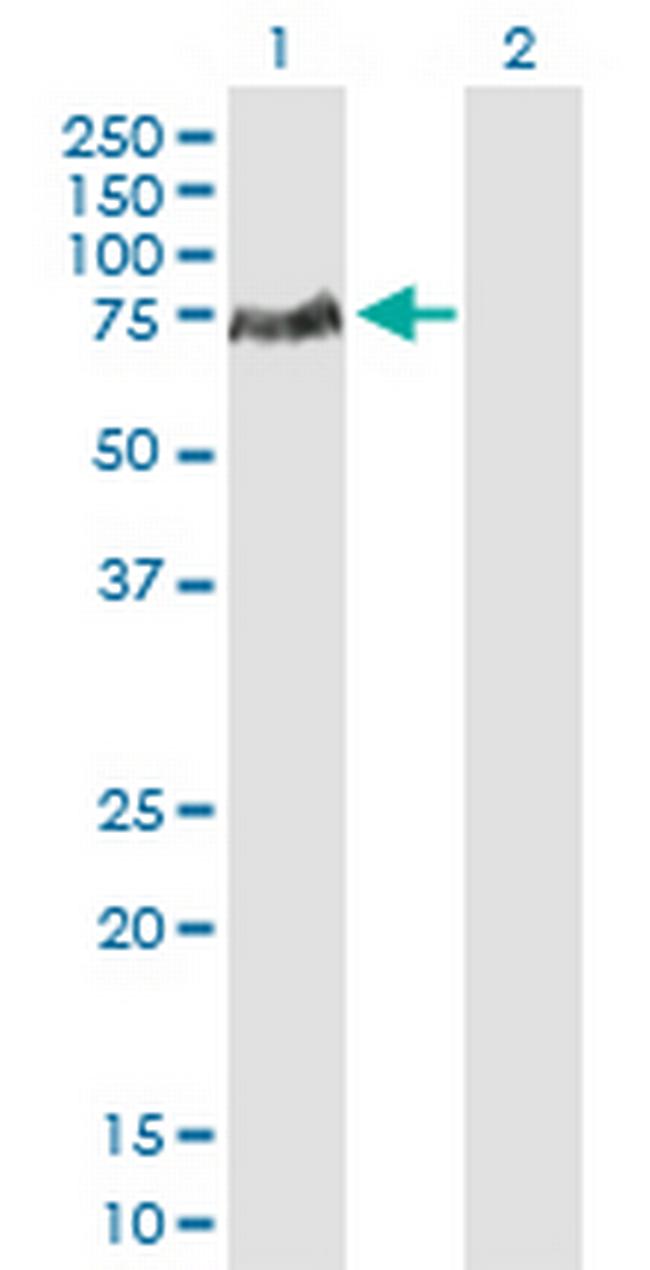 LCP2 Antibody in Western Blot (WB)