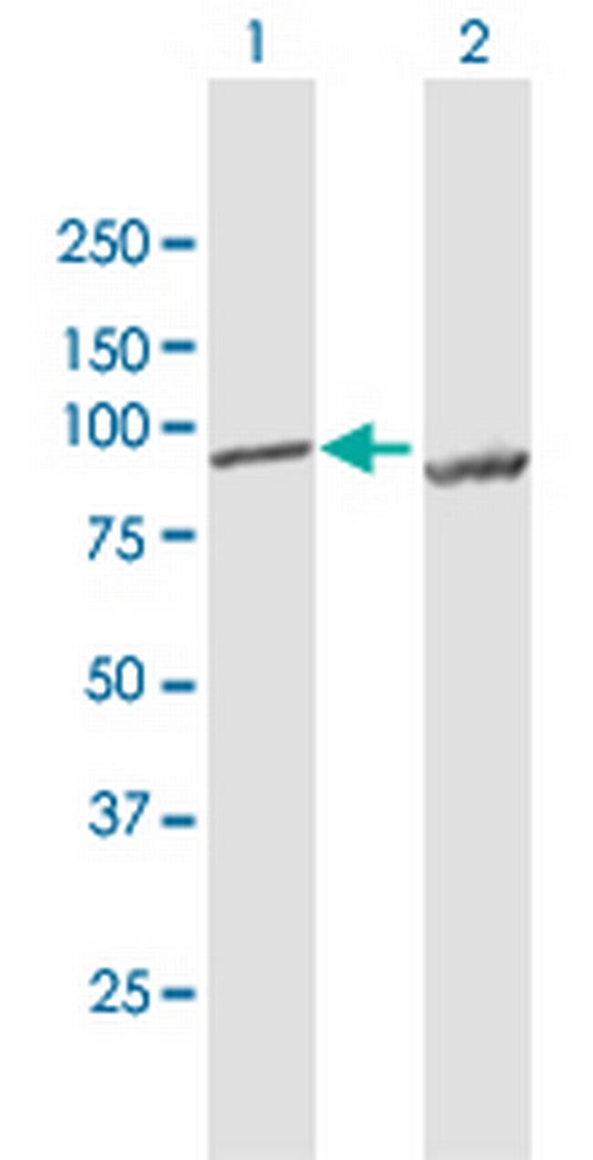 LETM1 Antibody in Western Blot (WB)