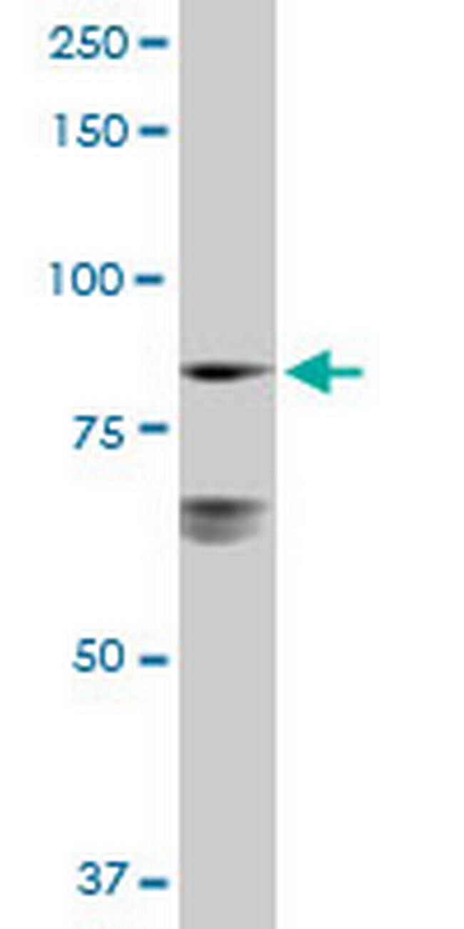 LETM1 Antibody in Western Blot (WB)