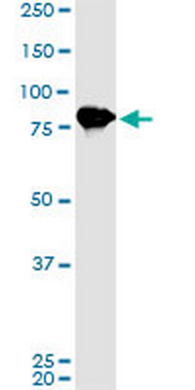 LETM1 Antibody in Western Blot (WB)