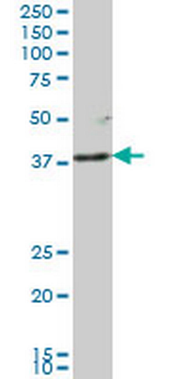 LFNG Antibody in Western Blot (WB)