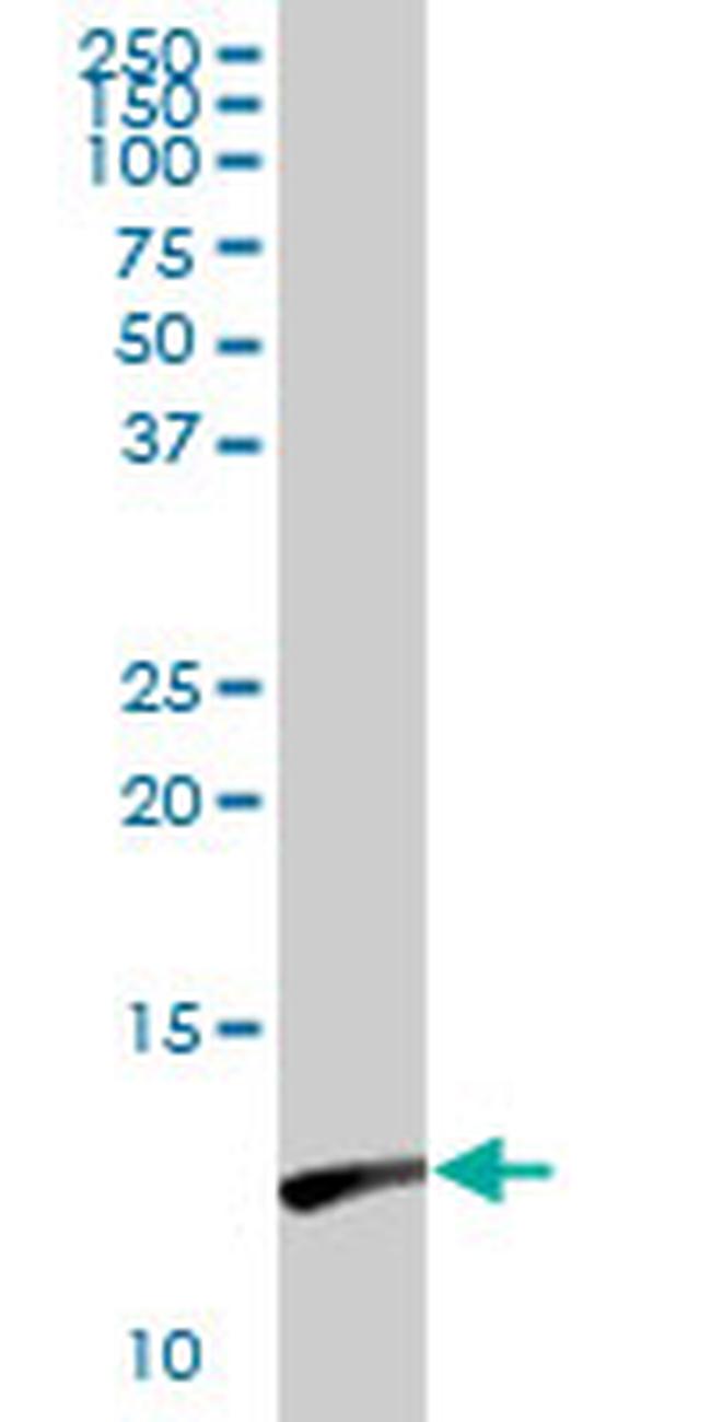 LGALS1 Antibody in Western Blot (WB)