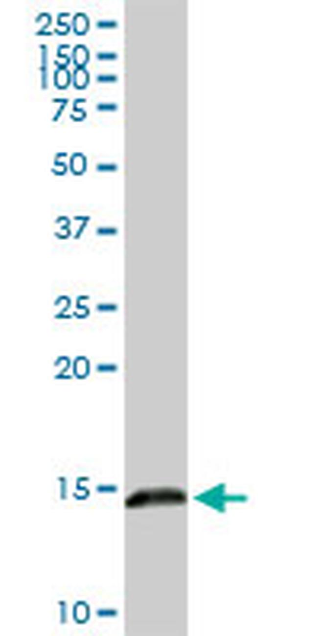 LGALS1 Antibody in Western Blot (WB)