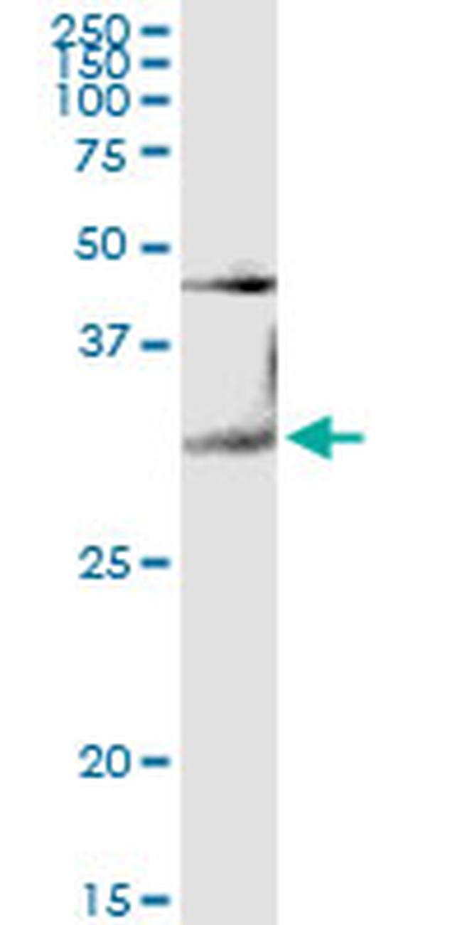 LGALS3 Antibody in Western Blot (WB)