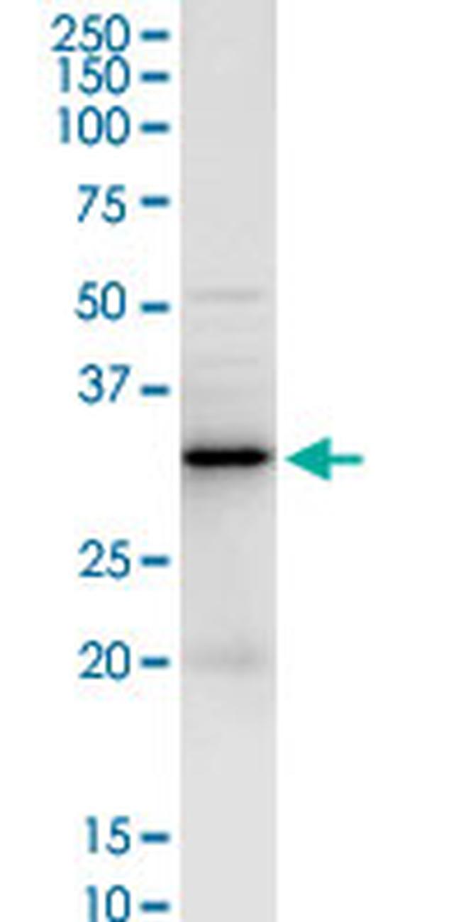 LGALS3 Antibody in Western Blot (WB)