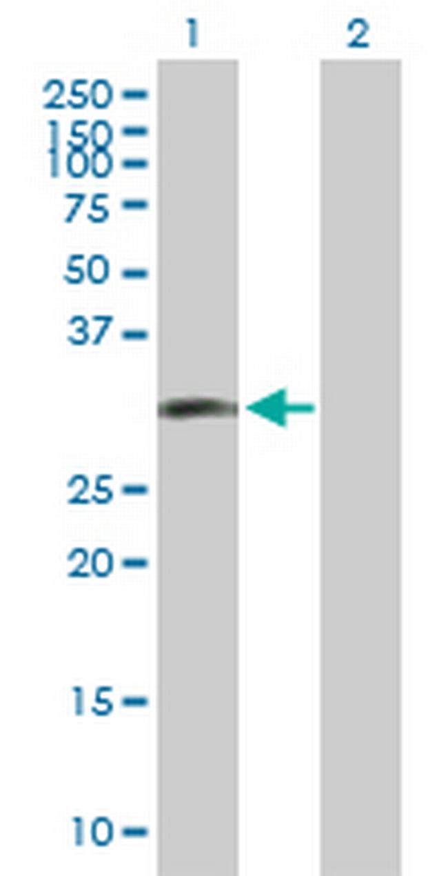 LIF Antibody in Western Blot (WB)