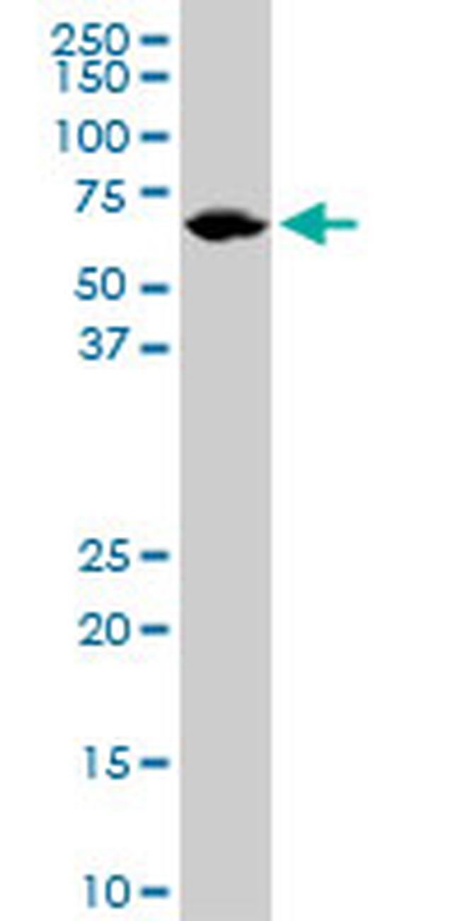 LMNB1 Antibody in Western Blot (WB)