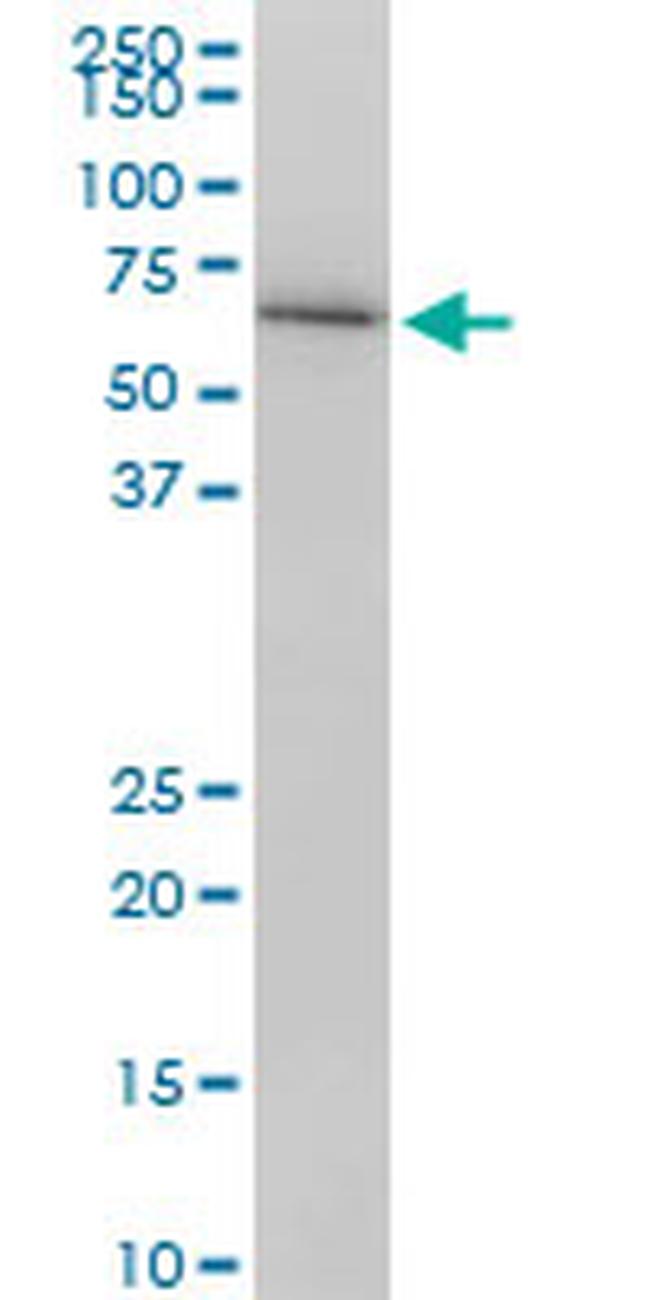 LMNB1 Antibody in Western Blot (WB)