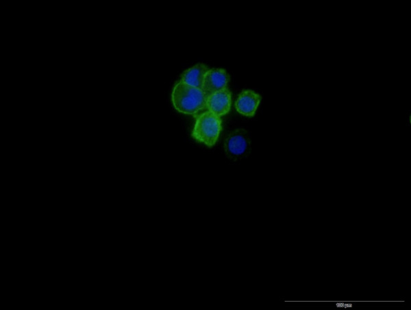 EPCAM Antibody in Immunocytochemistry (ICC/IF)