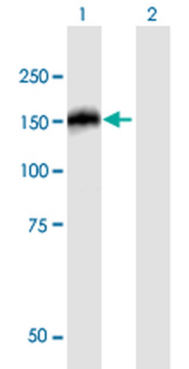 NBR1 Antibody in Western Blot (WB)