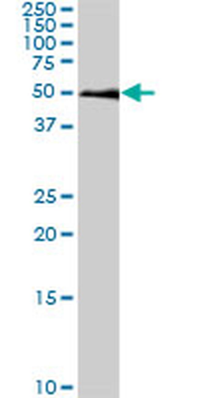 SMAD1 Antibody in Western Blot (WB)