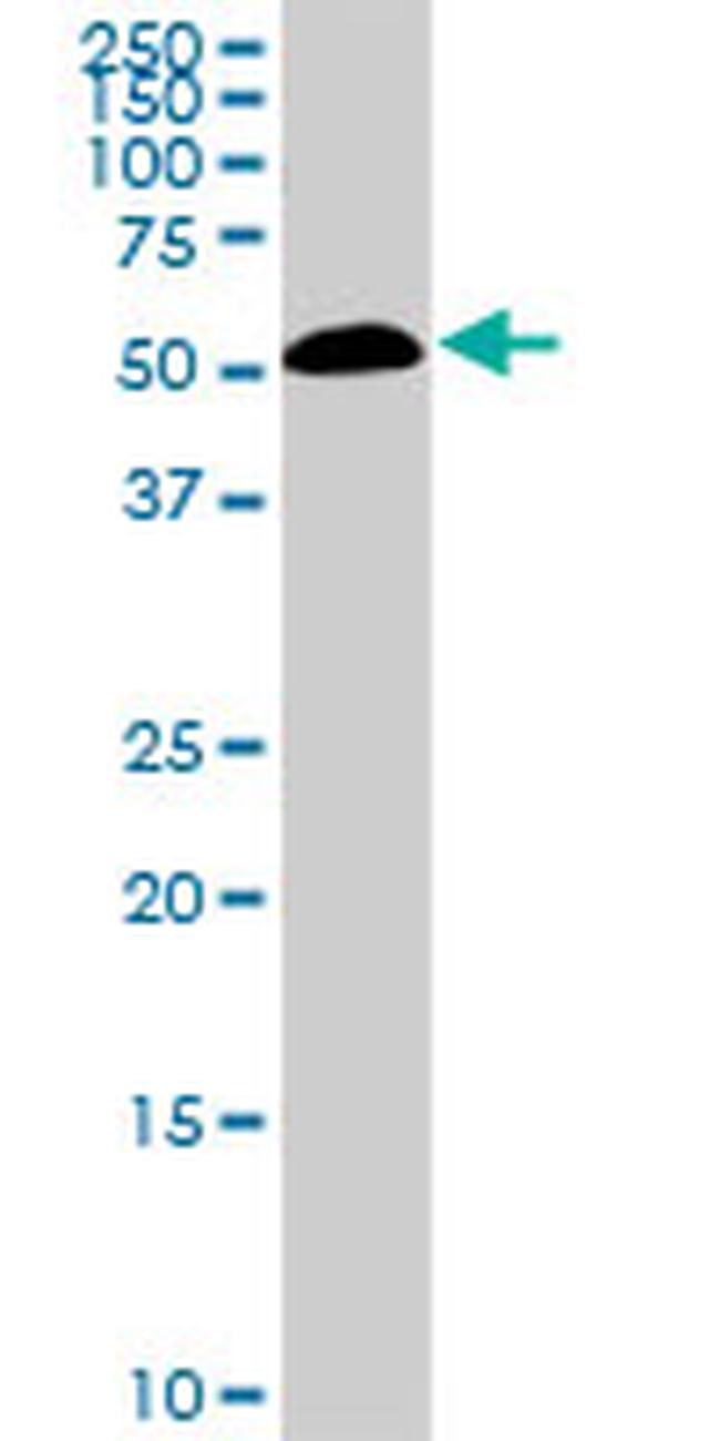 SMAD1 Antibody in Western Blot (WB)