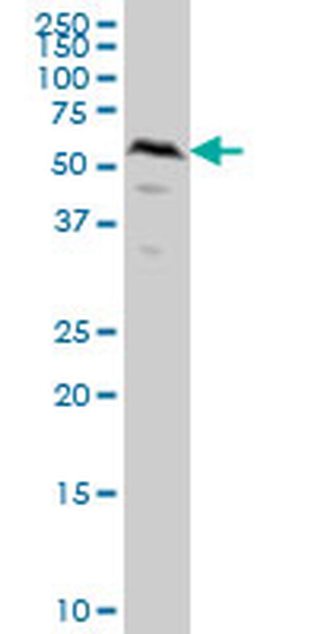 SMAD1 Antibody in Western Blot (WB)