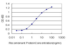 SMAD2 Antibody in ELISA (ELISA)