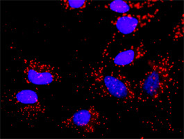 SMAD2 Antibody in Proximity Ligation Assay (PLA) (PLA)