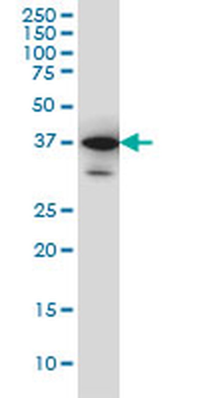 SMAD3 Antibody in Western Blot (WB)