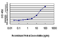 SMAD3 Antibody in ELISA (ELISA)