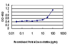 SMAD3 Antibody in ELISA (ELISA)