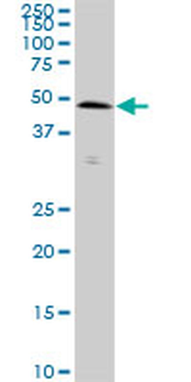 SMAD3 Antibody in Western Blot (WB)