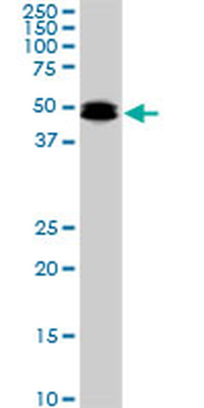 SMAD3 Antibody in Western Blot (WB)