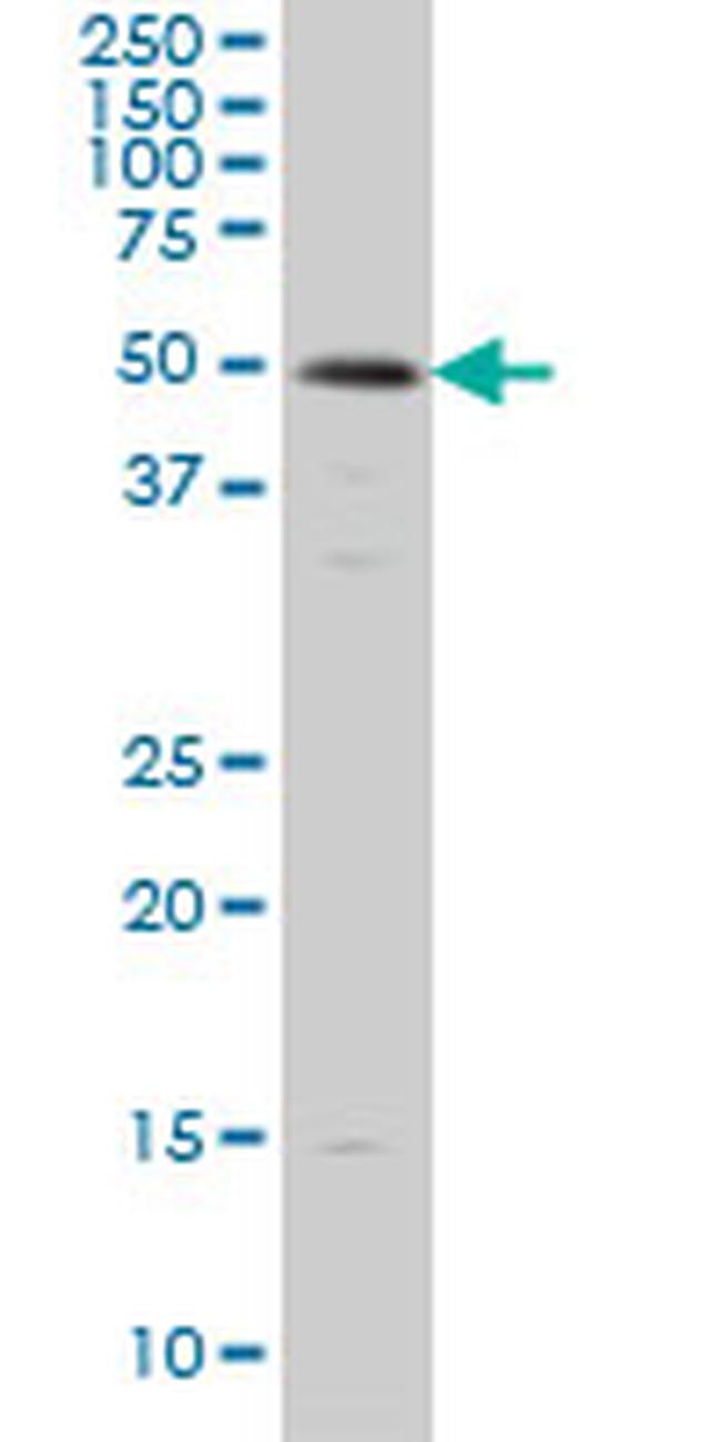 SMAD3 Antibody in Western Blot (WB)