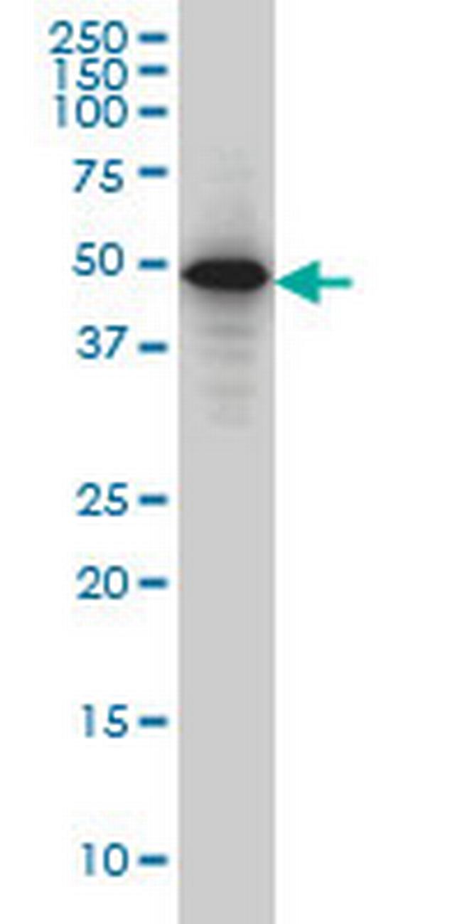 SMAD3 Antibody in Western Blot (WB)