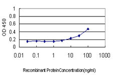 SMAD4 Antibody in ELISA (ELISA)