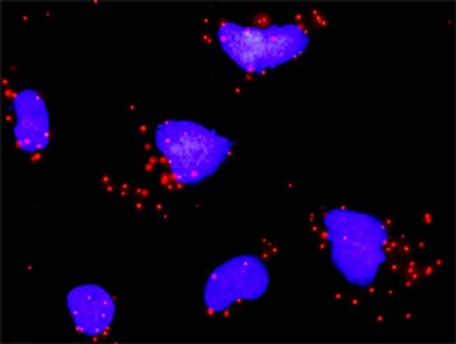 SMAD4 Antibody in Proximity Ligation Assay (PLA) (PLA)