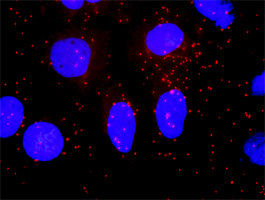 SMAD4 Antibody in Proximity Ligation Assay (PLA) (PLA)